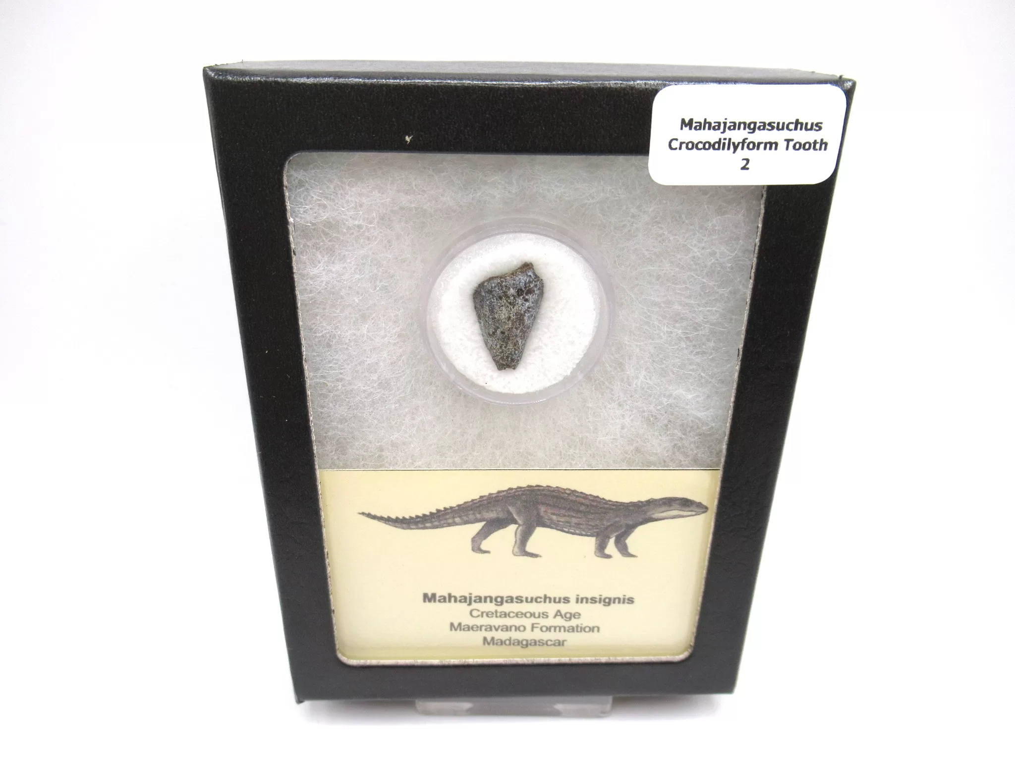 cretaceous Mahajangasuchus Crocodilyform tooth box 2 | Fossils for Sale Genuine Cretaceous Age Mahajangasuchus Crocodilyform Tooth Box for Sale #2