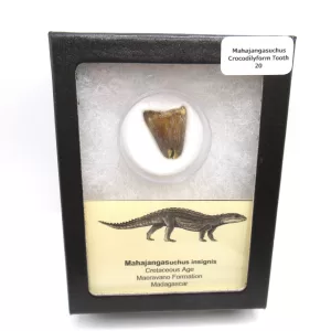 cretaceous Mahajangasuchus Crocodilyform tooth box 20 | Fossils for Sale Genuine Cretaceous Age Mahajangasuchus Crocodilyform Tooth Box for Sale #20