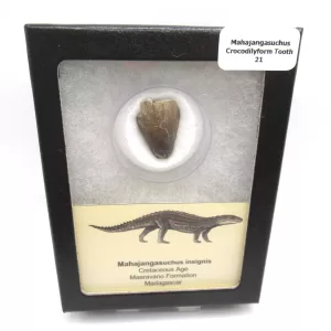 cretaceous Mahajangasuchus Crocodilyform tooth box 21 | Fossils for Sale Genuine Cretaceous Age Mahajangasuchus Crocodilyform Tooth Box for Sale #21