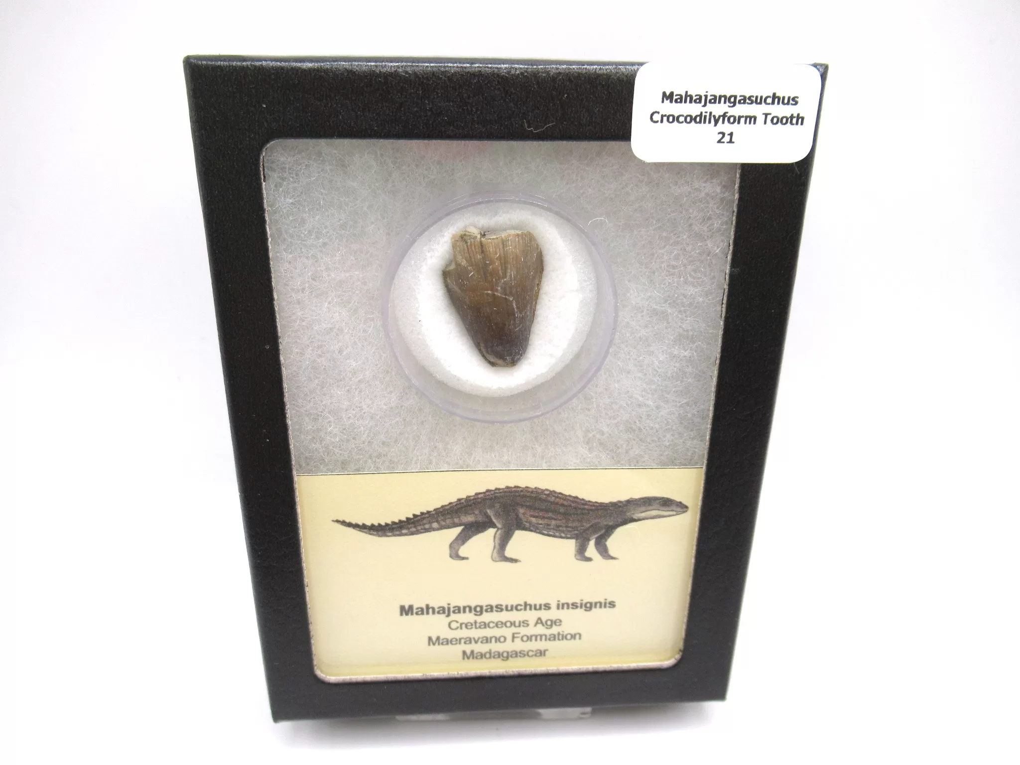 cretaceous Mahajangasuchus Crocodilyform tooth box 21 | Fossils for Sale Genuine Cretaceous Age Mahajangasuchus Crocodilyform Tooth Box for Sale #21