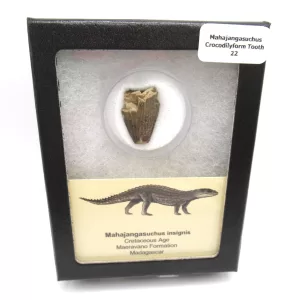 Genuine Cretaceous Age Mahajangasuchus Crocodilyform Tooth Box for Sale #22