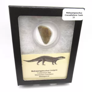 cretaceous Mahajangasuchus Crocodilyform tooth box 23 | Fossils for Sale Genuine Cretaceous Age Mahajangasuchus Crocodilyform Tooth Box for Sale #23