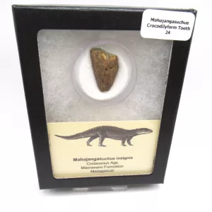 cretaceous Mahajangasuchus Crocodilyform tooth box 24 | Fossils for Sale Genuine Cretaceous Age Mahajangasuchus Crocodilyform Tooth Box for Sale #24