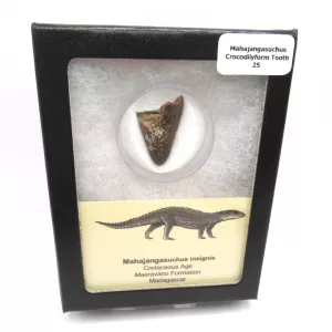 cretaceous Mahajangasuchus Crocodilyform tooth box 25 | Fossils for Sale Genuine Cretaceous Age Mahajangasuchus Crocodilyform Tooth Box for Sale #25