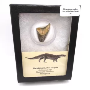 cretaceous Mahajangasuchus Crocodilyform tooth box 26 | Fossils for Sale Genuine Cretaceous Age Mahajangasuchus Crocodilyform Tooth Box for Sale #26