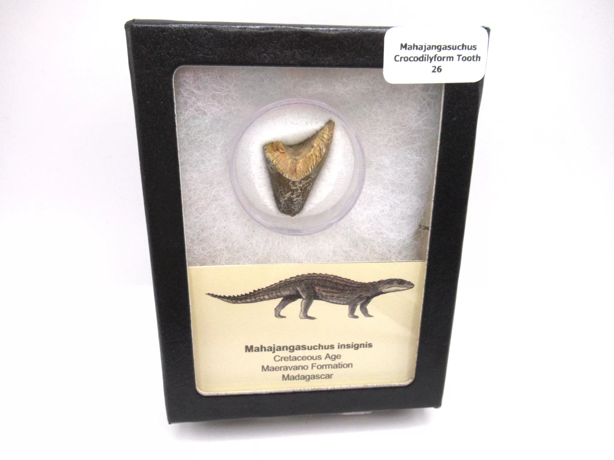 cretaceous Mahajangasuchus Crocodilyform tooth box 26 | Fossils for Sale Genuine Cretaceous Age Mahajangasuchus Crocodilyform Tooth Box for Sale #26