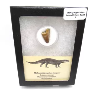 Genuine Cretaceous Age Mahajangasuchus Crocodilyform Tooth Box for Sale #3