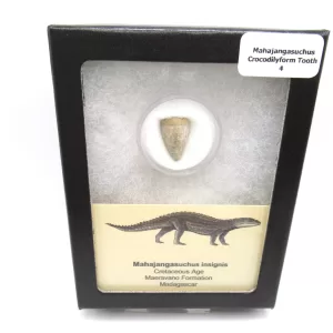 Genuine Cretaceous Age Mahajangasuchus Crocodilyform Tooth Box for Sale #4