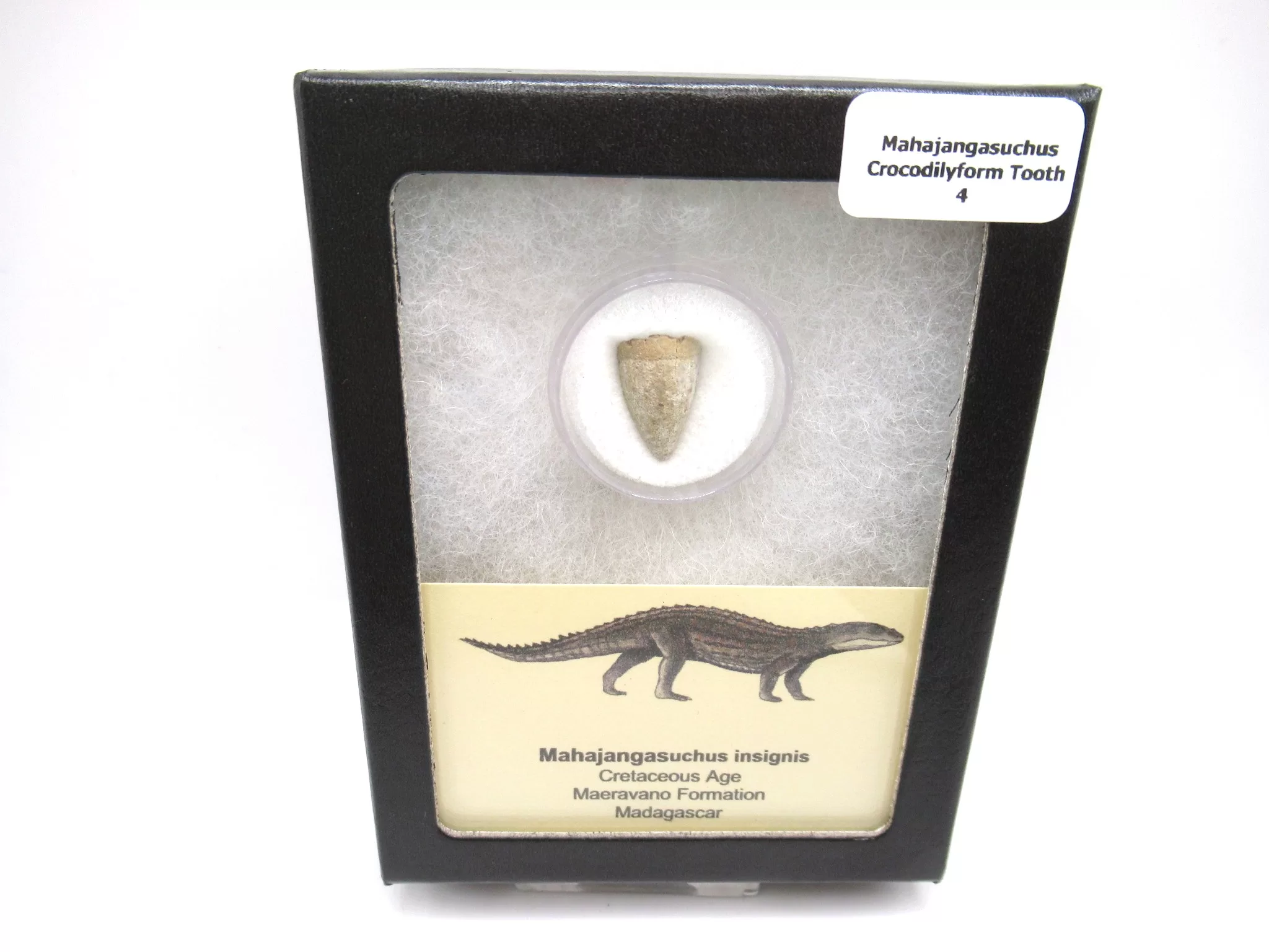 cretaceous Mahajangasuchus Crocodilyform tooth box 4 | Fossils for Sale Genuine Cretaceous Age Mahajangasuchus Crocodilyform Tooth Box for Sale #4