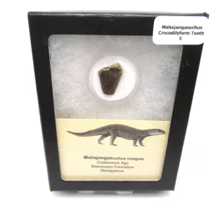Genuine Cretaceous Age Mahajangasuchus Crocodilyform Tooth Box for Sale #5