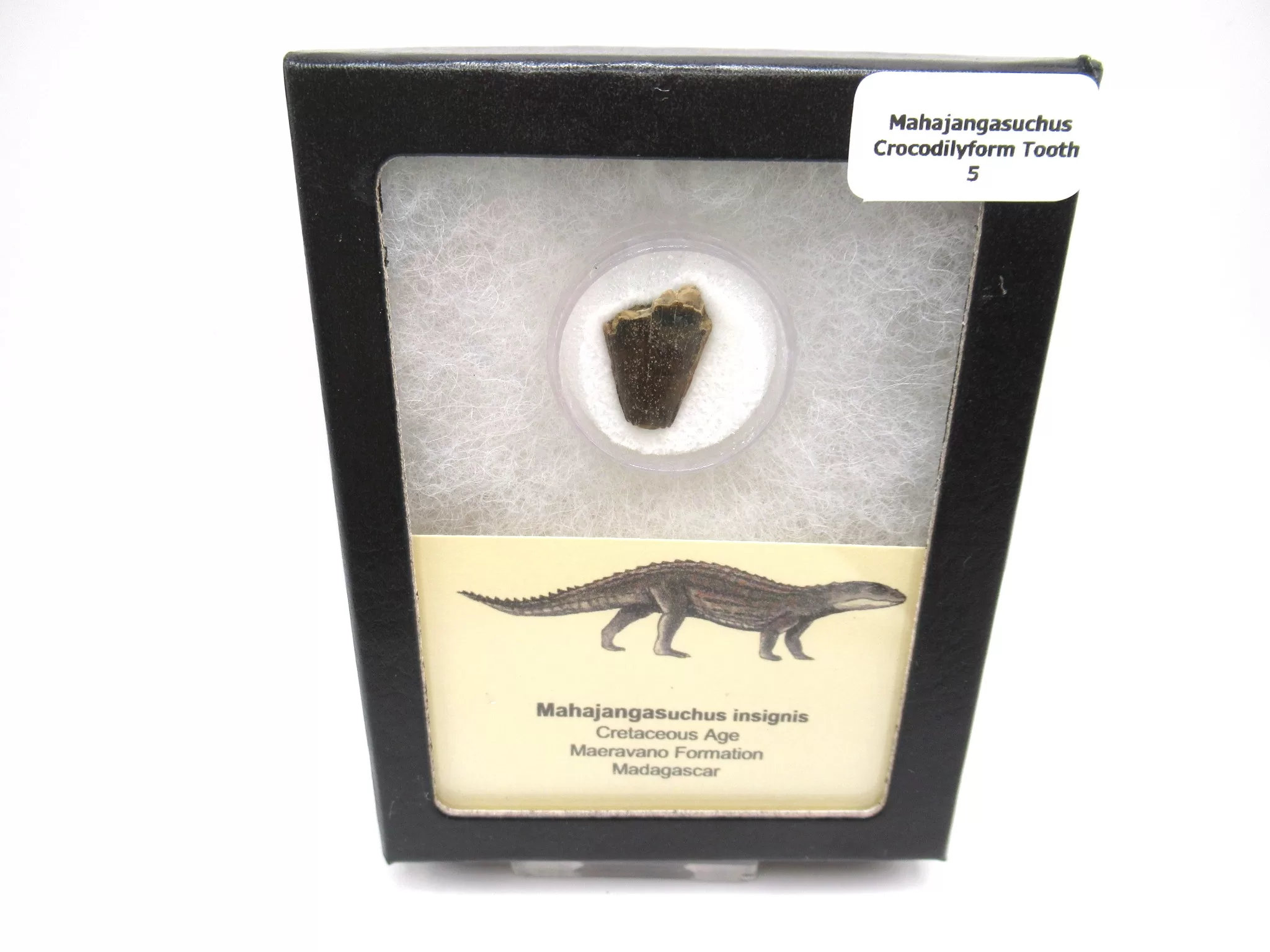 cretaceous Mahajangasuchus Crocodilyform tooth box 5 | Fossils for Sale Genuine Cretaceous Age Mahajangasuchus Crocodilyform Tooth Box for Sale #5