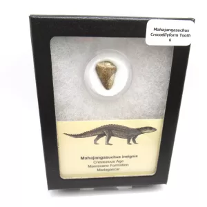 Genuine Cretaceous Age Mahajangasuchus Crocodilyform Tooth Box for Sale #6