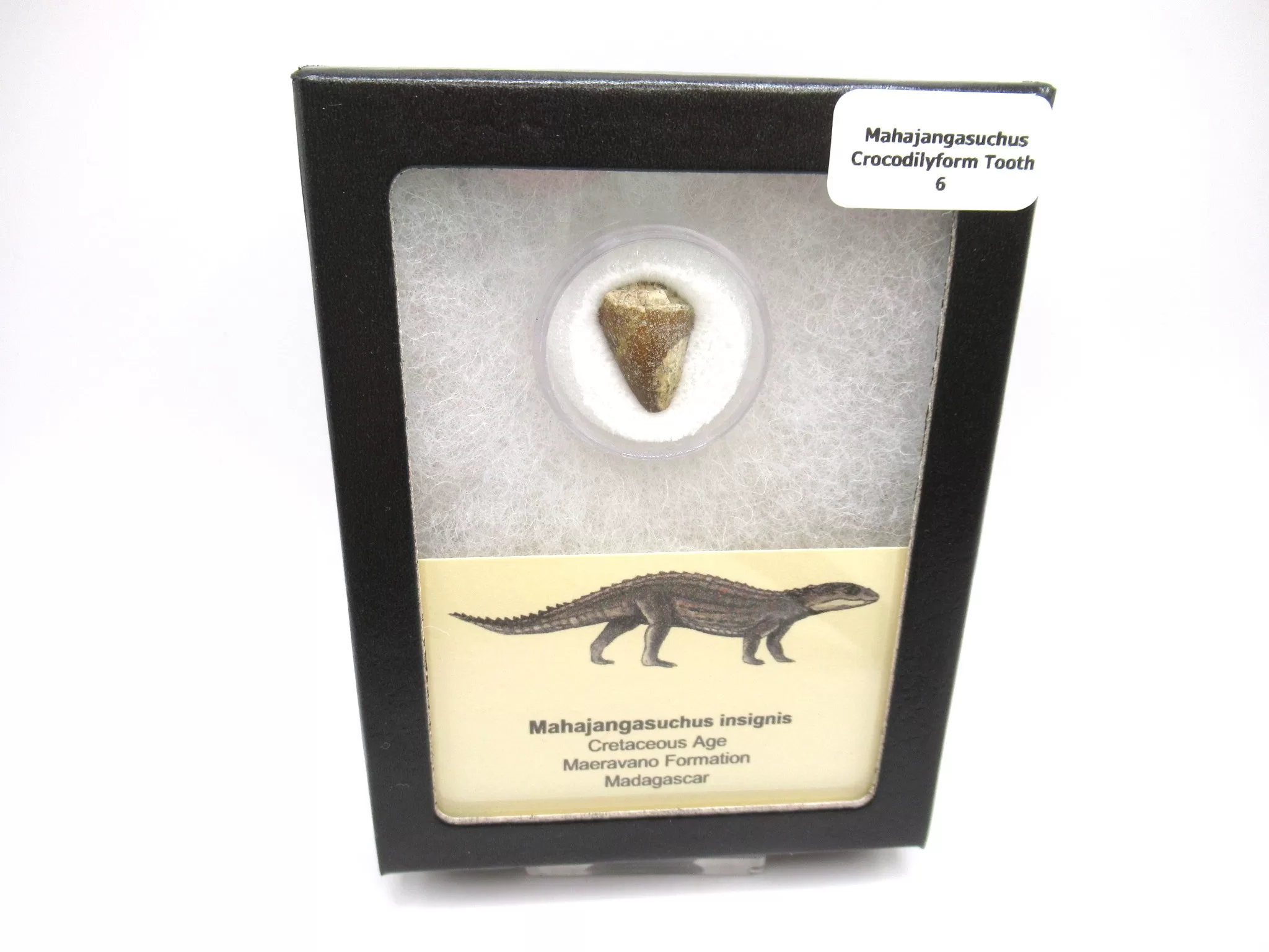 cretaceous Mahajangasuchus Crocodilyform tooth box 6 | Fossils for Sale Genuine Cretaceous Age Mahajangasuchus Crocodilyform Tooth Box for Sale #6