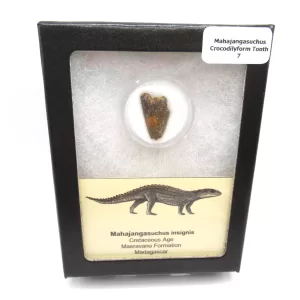 Genuine Cretaceous Age Mahajangasuchus Crocodilyform Tooth Box for Sale #7