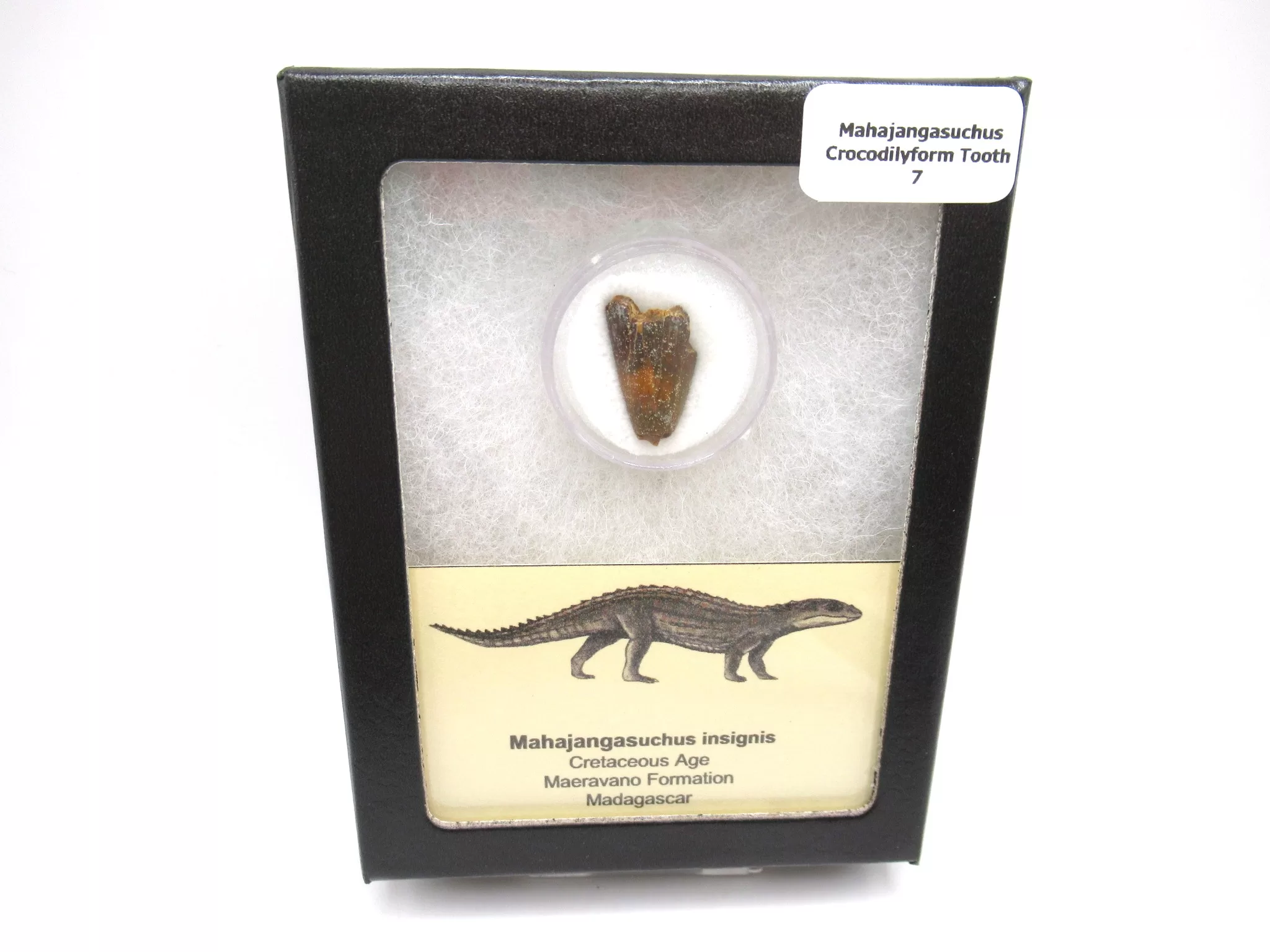 cretaceous Mahajangasuchus Crocodilyform tooth box 7 | Fossils for Sale Genuine Cretaceous Age Mahajangasuchus Crocodilyform Tooth Box for Sale #7