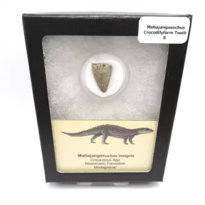 Genuine Cretaceous Age Mahajangasuchus Crocodilyform Tooth Box for Sale #9