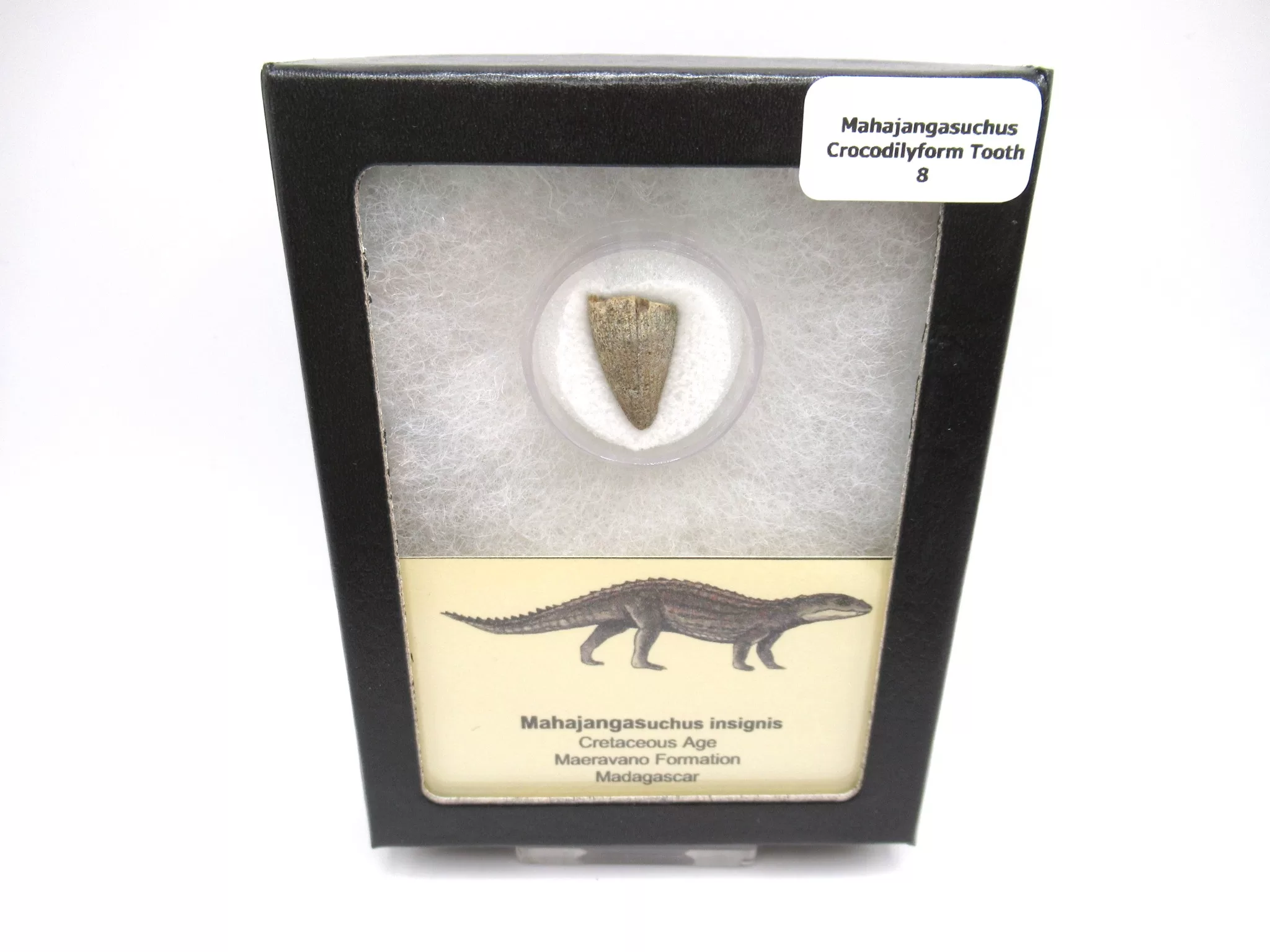 cretaceous Mahajangasuchus Crocodilyform tooth box 9 | Fossils for Sale Genuine Cretaceous Age Mahajangasuchus Crocodilyform Tooth Box for Sale #9