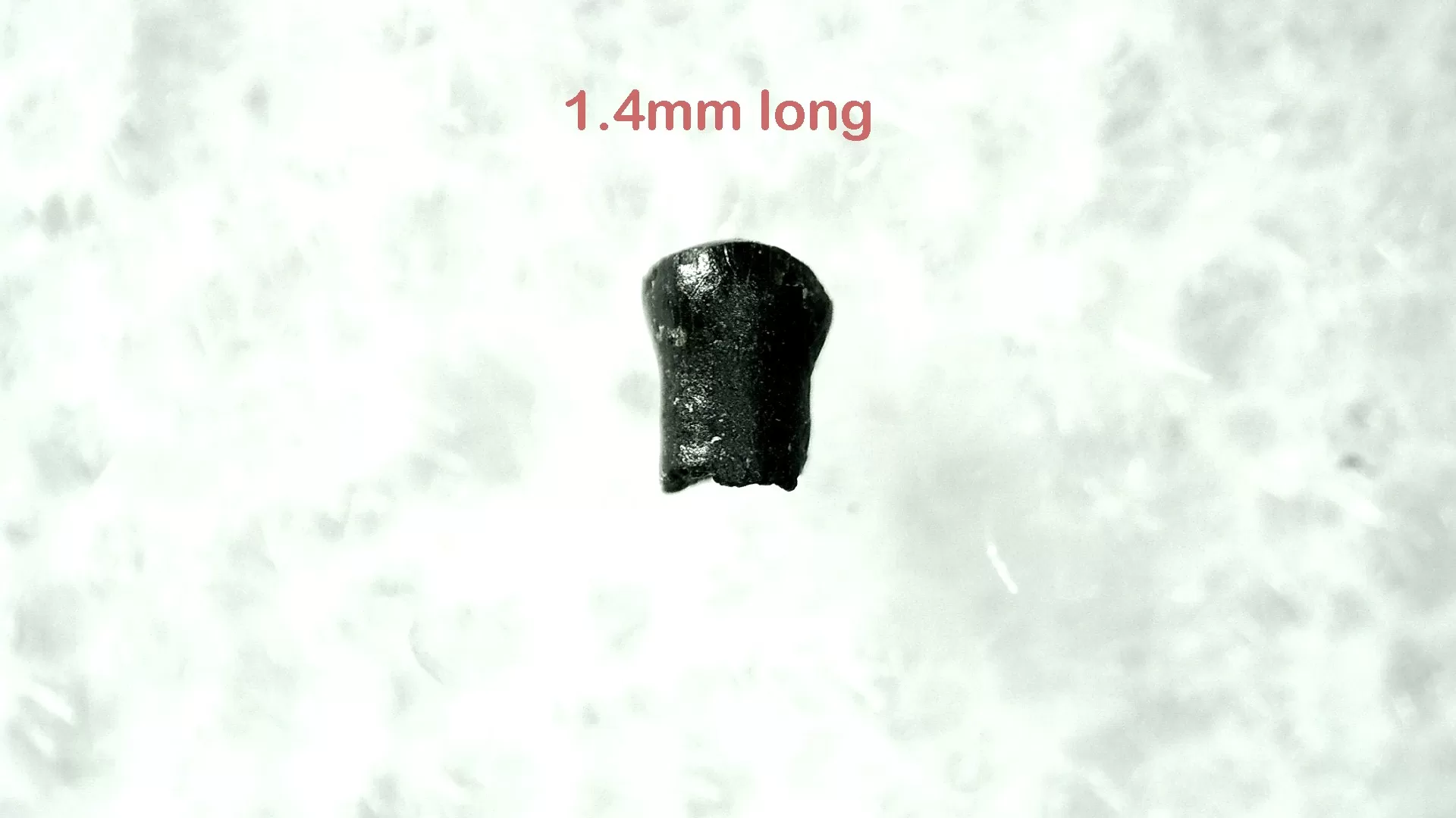 cretaceous s. dakota parkosaurus dinosaur tooth 7 | Fossils for Sale Genuine Cretaceous Age Parkosaurus Dinosaur Tooth Fossil For Sale From South Dakota #7