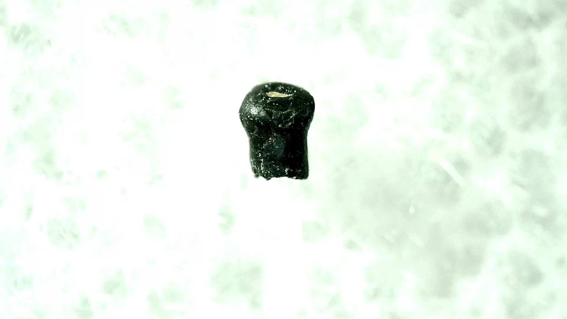 cretaceous s. dakota parkosaurus dinosaur tooth 7a | Fossils for Sale Genuine Cretaceous Age Parkosaurus Dinosaur Tooth Fossil For Sale From South Dakota #7a