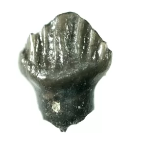 Genuine Cretaceous Age Pachycephalosaurus Dinosaur Tooth Fossils For Sale From South Dakota #28