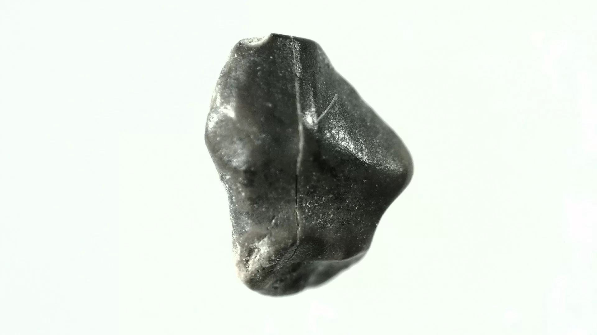 pachycephalosaurus dinosaur tooth 33 | Fossils for Sale Genuine Cretaceous Age Pachycephalosaurus Dinosaur Tooth Fossils For Sale From South Dakota #33