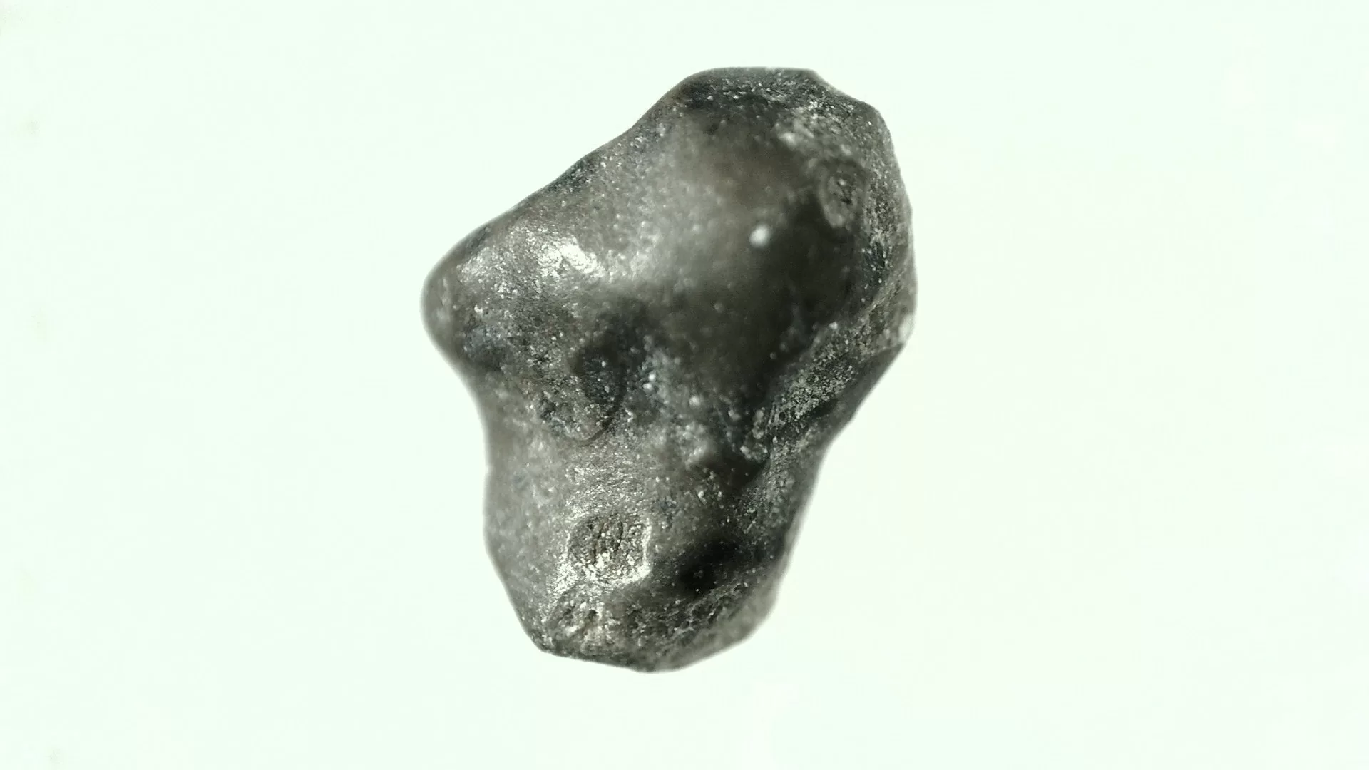 pachycephalosaurus dinosaur tooth 33a | Fossils for Sale Genuine Cretaceous Age Pachycephalosaurus Dinosaur Tooth Fossils For Sale From South Dakota #33a