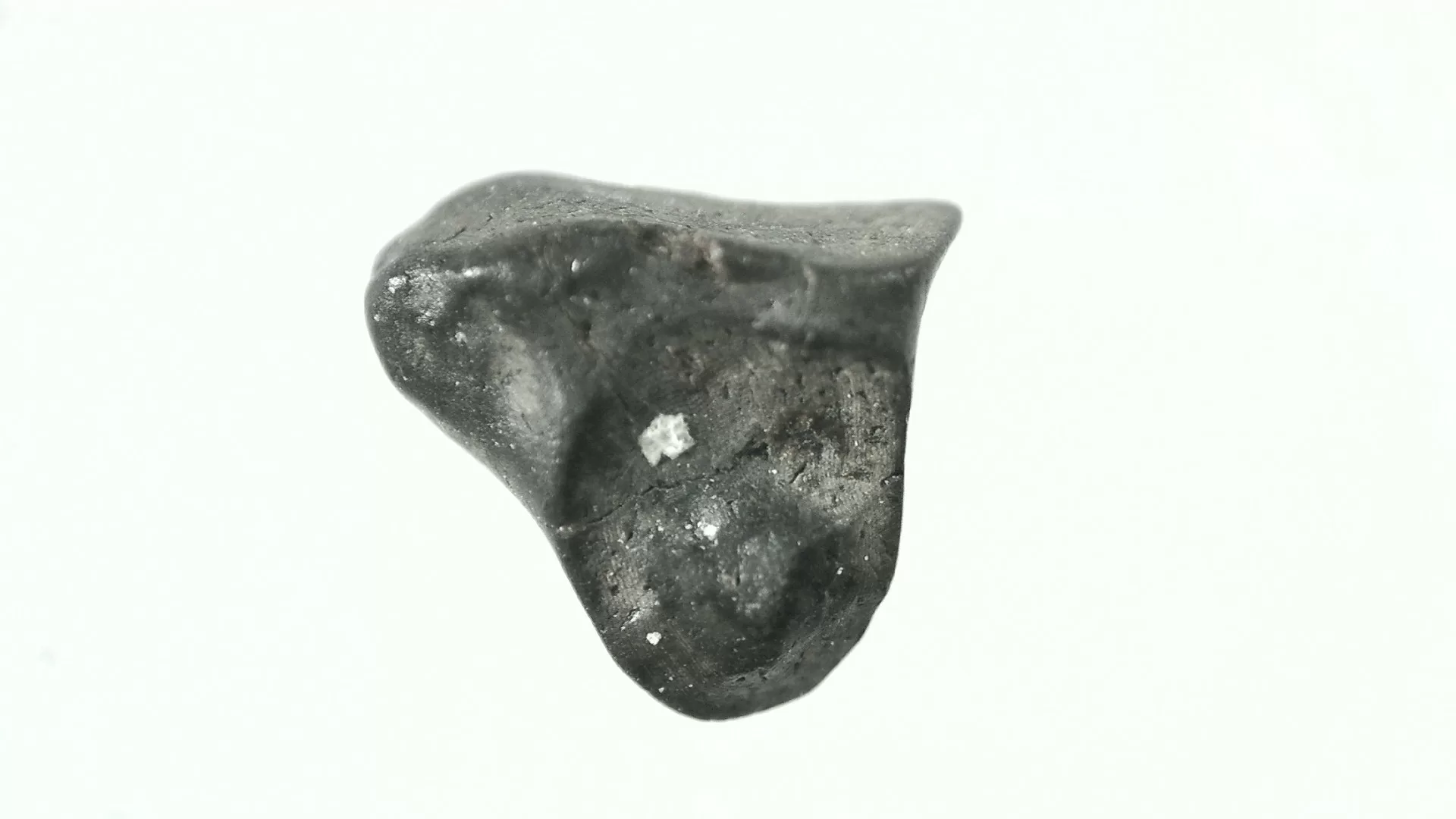 pachycephalosaurus dinosaur tooth 35a | Fossils for Sale Genuine Cretaceous Age Pachycephalosaurus Dinosaur Tooth Fossils For Sale From South Dakota #35a