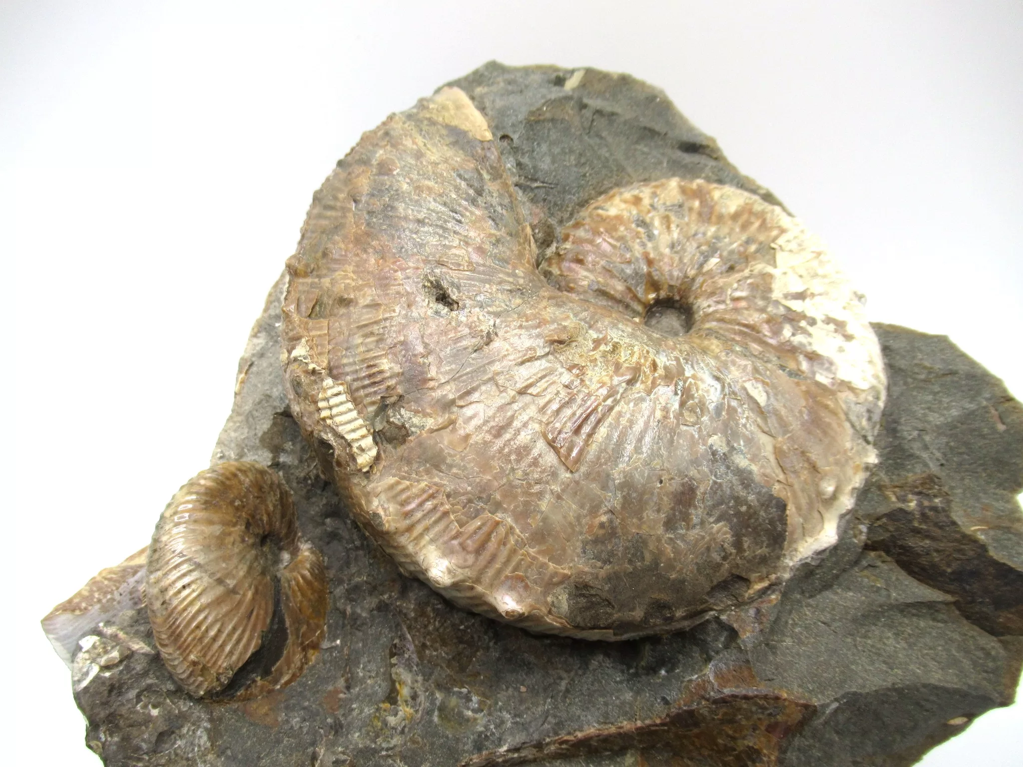 s. dakota cretaceous scaphites ammonite 40a | Fossils for Sale Genuine Cretaceous Age Scaphites Ammonite Fossil For Sale from South Dakota #40a