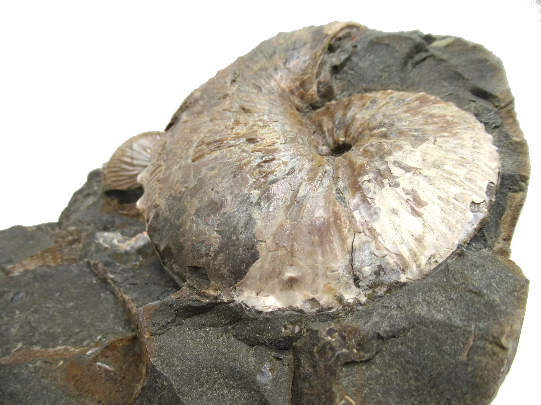 s. dakota cretaceous scaphites ammonite 40b | Fossils for Sale Genuine Cretaceous Age Scaphites Ammonite Fossil For Sale from South Dakota #40b