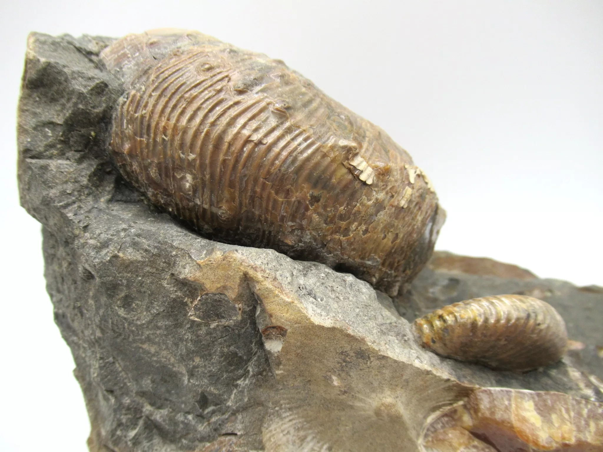 s. dakota cretaceous scaphites ammonite 40e | Fossils for Sale Genuine Cretaceous Age Scaphites Ammonite Fossil For Sale from South Dakota #40e