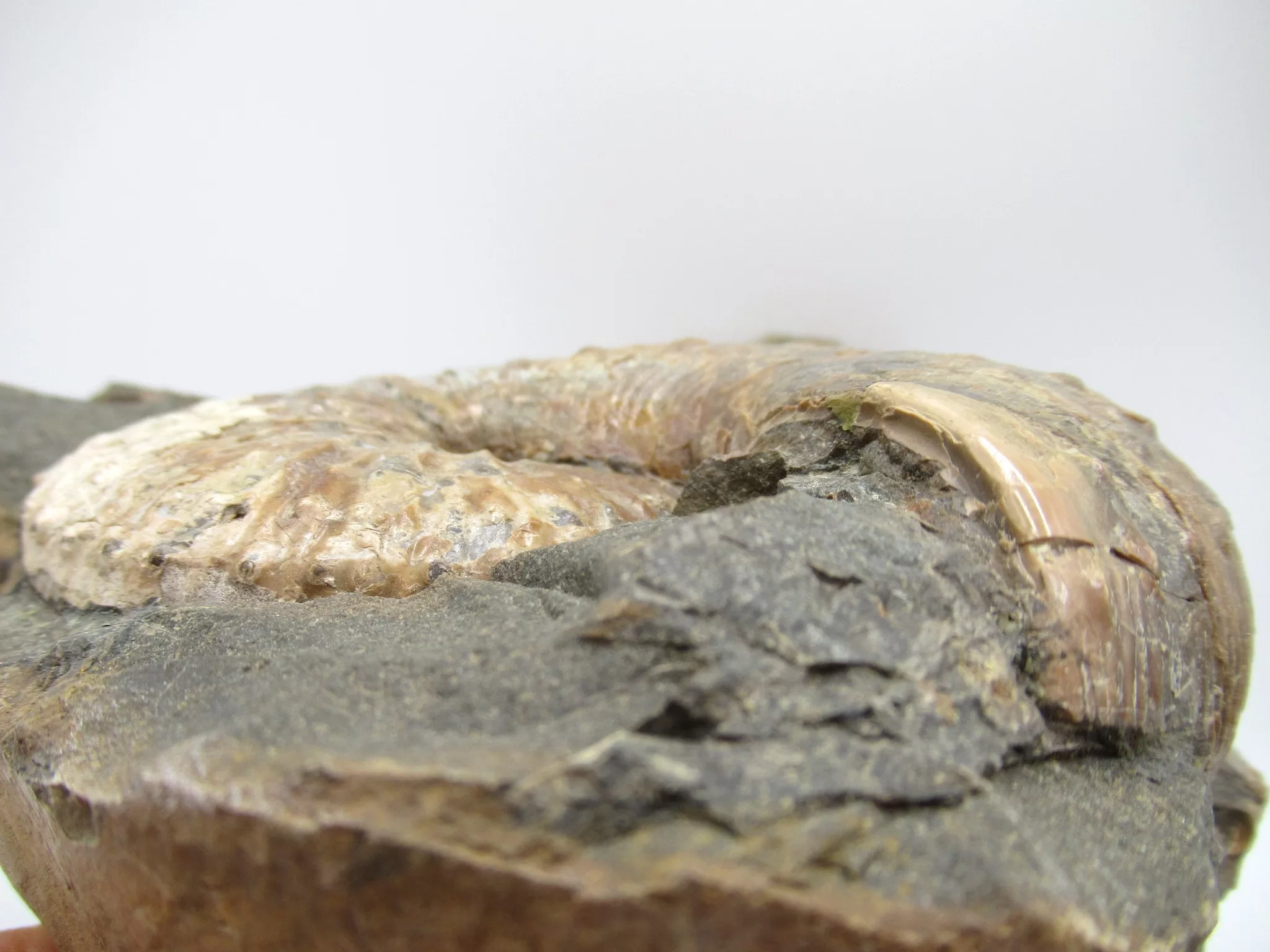 s. dakota cretaceous scaphites ammonite 40f | Fossils for Sale Genuine Cretaceous Age Scaphites Ammonite Fossil For Sale from South Dakota #40f