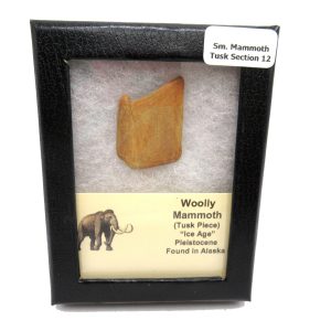 Genuine Pleistocene Woolly Mammoth Tusk Piece for Sale from Alaska #12