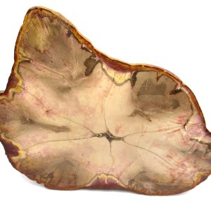 Genuine Jurassic Age Pentoxylon Petrified Wood for Sale from Australia #1