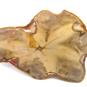 Genuine Jurassic Age Pentoxylon Petrified Wood for Sale from Australia #2