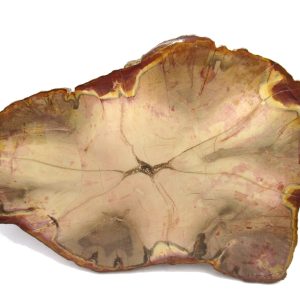 Genuine Jurassic Age Pentoxylon Petrified Wood for Sale from Australia #3