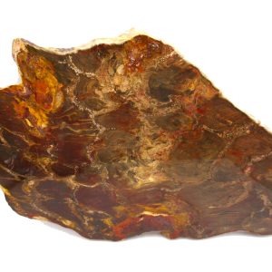 Genuine Jurassic Age Pentoxylon Petrified Wood for Sale from Australia #4