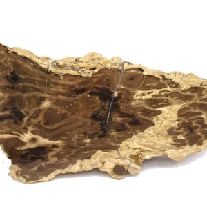 Genuine Jurassic Age Pentoxylon Petrified Wood for Sale from Australia #5