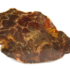 Genuine Jurassic Age Pentoxylon Petrified Wood for Sale from Australia #6