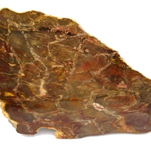 Genuine Jurassic Age Pentoxylon Petrified Wood for Sale from Australia #7