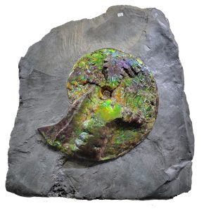 Genuine Cretaceous Age Gem Ammolite Ammonite Specimen From Canada For Sale #9 -41399