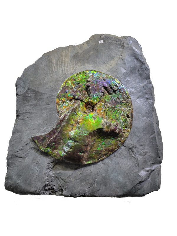 Genuine Cretaceous Age Gem Ammolite Ammonite Specimen From Canada For Sale #9 -41399