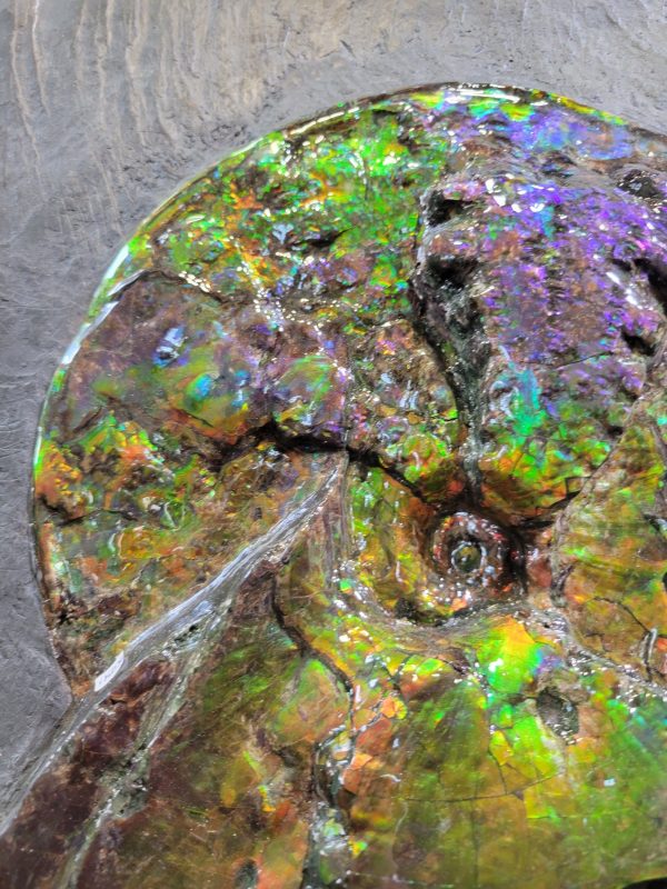 Genuine Cretaceous Age Gem Ammolite Ammonite Specimen From Canada For Sale #9b -41399