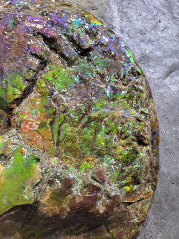 Genuine Cretaceous Age Gem Ammolite Ammonite Specimen From Canada For Sale #9d -41399