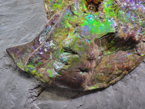 Genuine Cretaceous Age Gem Ammolite Ammonite Specimen From Canada For Sale #9e -41399