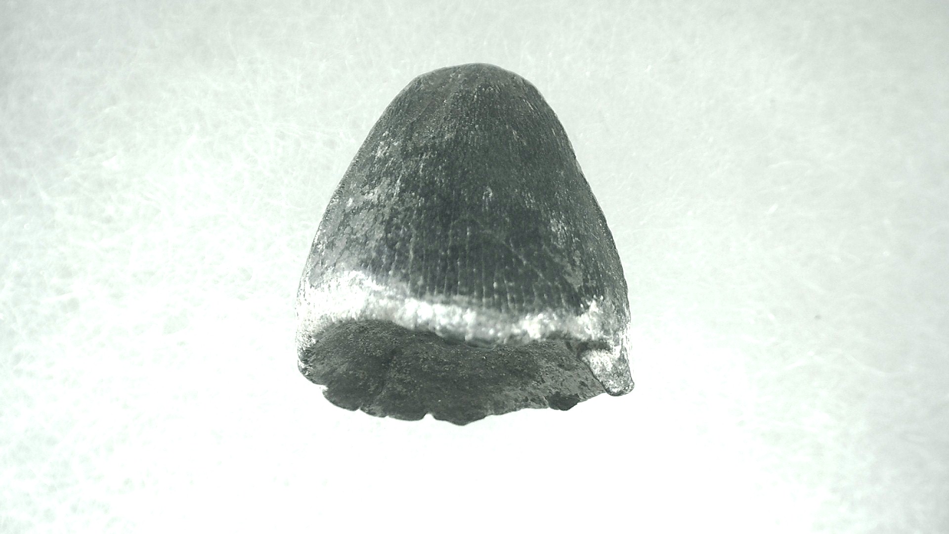 Florida Pleistocene Alligator Tooth 13a | Fossils for Sale Genuine Pleistocene Alligator Tooth for Sale from Florida #13a