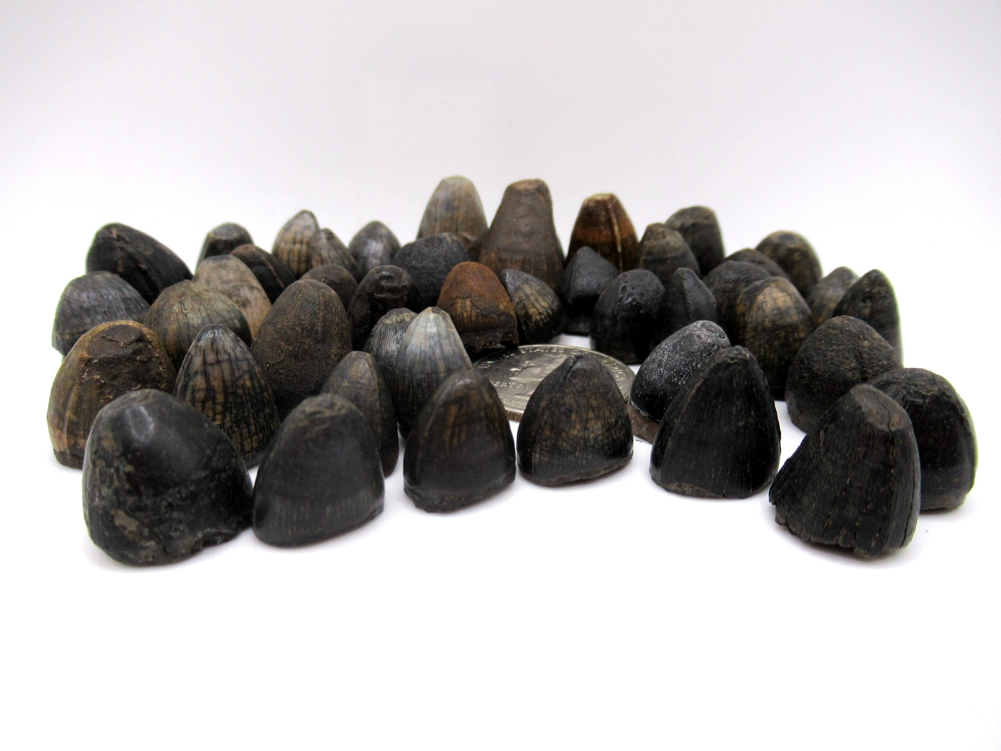 Florida Pleistocene Alligator Tooth Group c | Fossils for Sale Genuine Pleistocene Alligator Tooth for Sale from Florida group c