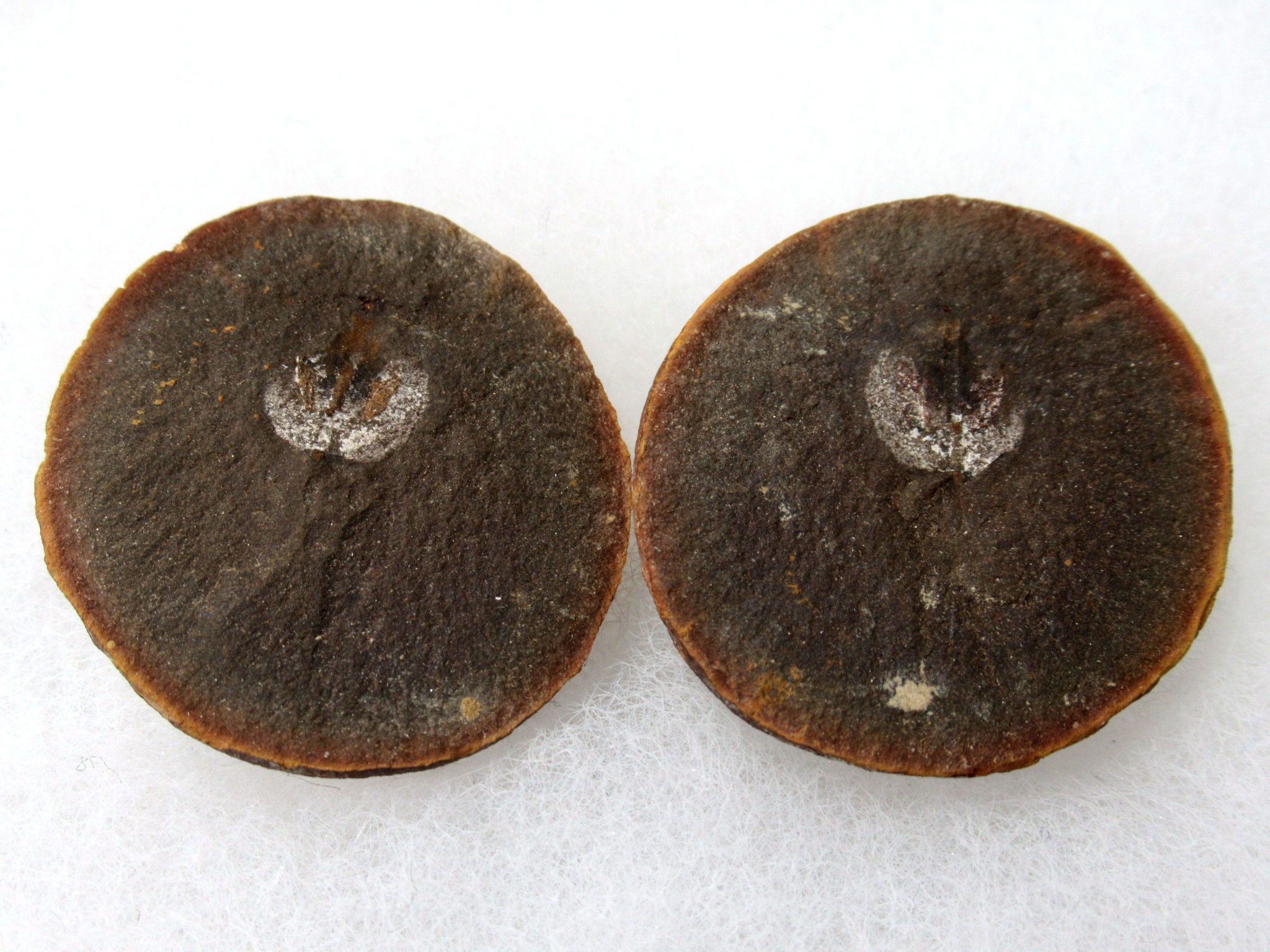 Illinois Mazon Creek Cyclus Americanus Pair 14 | Fossils for Sale