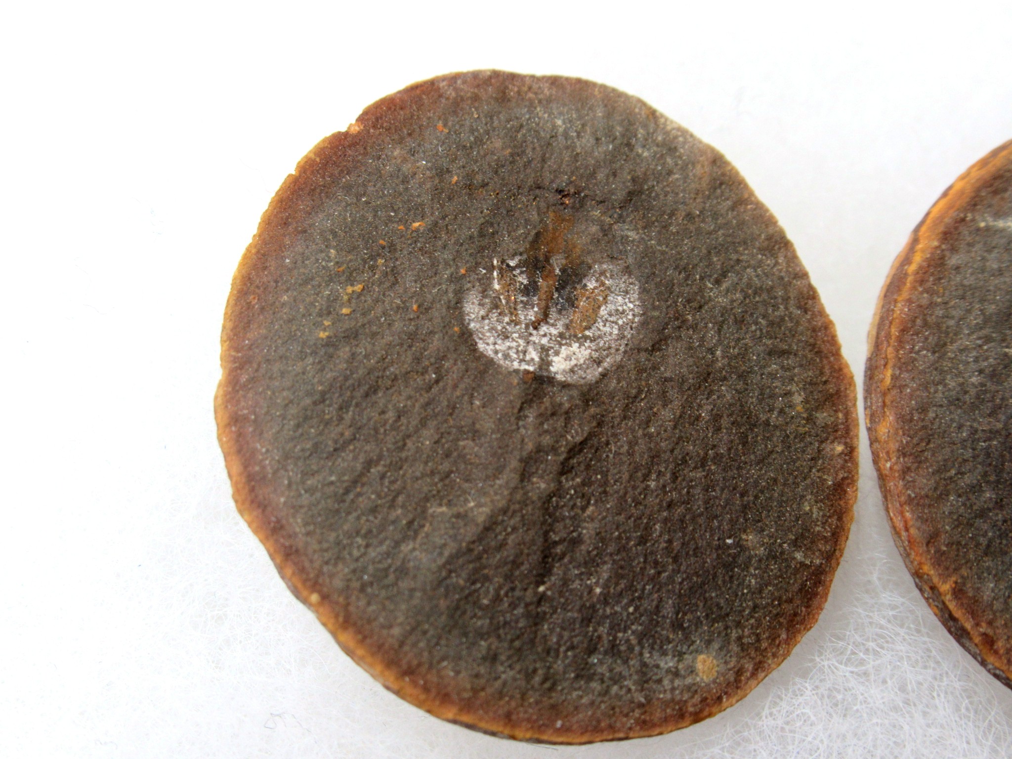 Illinois Mazon Creek Cyclus Americanus Pair 14a | Fossils for Sale