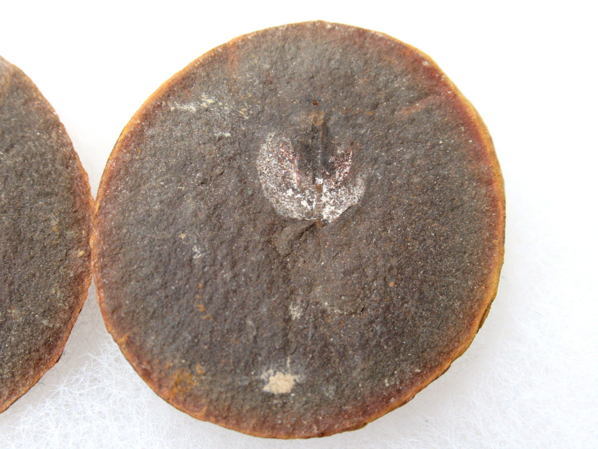 Illinois Mazon Creek Cyclus Americanus Pair 14b | Fossils for Sale