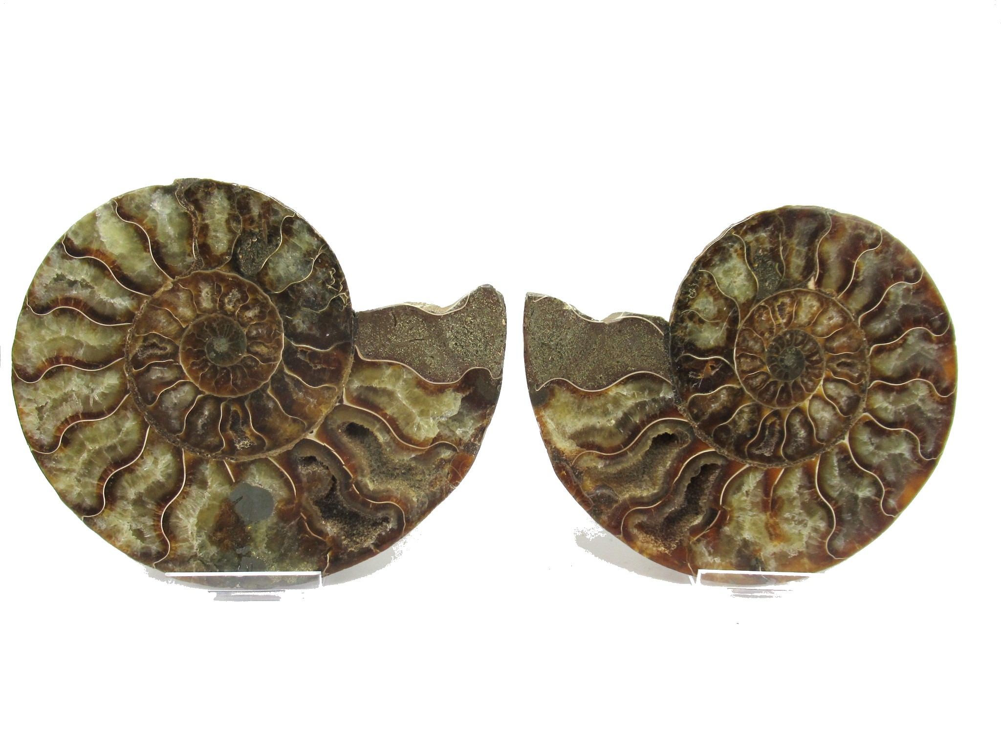 Madagascar Cretaceous Ammonite Pair 35 | Fossils for Sale